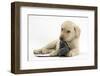 Yellow Labrador Retriever Puppy, 8 Weeks, Chewing a Child's Shoe-Mark Taylor-Framed Photographic Print