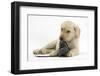 Yellow Labrador Retriever Puppy, 8 Weeks, Chewing a Child's Shoe-Mark Taylor-Framed Photographic Print