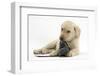 Yellow Labrador Retriever Puppy, 8 Weeks, Chewing a Child's Shoe-Mark Taylor-Framed Photographic Print