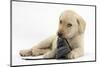 Yellow Labrador Retriever Puppy, 8 Weeks, Chewing a Child's Shoe-Mark Taylor-Mounted Photographic Print