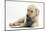 Yellow Labrador Retriever Puppy, 8 Weeks, Chewing a Child's Shoe-Mark Taylor-Mounted Photographic Print