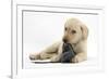 Yellow Labrador Retriever Puppy, 8 Weeks, Chewing a Child's Shoe-Mark Taylor-Framed Photographic Print