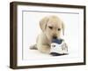 Yellow Labrador Retriever Puppy, 8 Weeks, Chewing a Child's Shoe-Mark Taylor-Framed Photographic Print