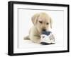 Yellow Labrador Retriever Puppy, 8 Weeks, Chewing a Child's Shoe-Mark Taylor-Framed Photographic Print