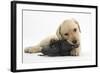 Yellow Labrador Retriever Puppy, 8 Weeks, Chewing a Child's Shoe-Mark Taylor-Framed Photographic Print