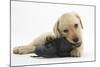 Yellow Labrador Retriever Puppy, 8 Weeks, Chewing a Child's Shoe-Mark Taylor-Mounted Photographic Print