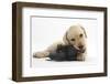 Yellow Labrador Retriever Puppy, 8 Weeks, Chewing a Child's Shoe-Mark Taylor-Framed Photographic Print