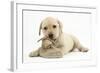 Yellow Labrador Retriever Puppy, 8 Weeks, Chewing a Child's Shoe-Mark Taylor-Framed Photographic Print