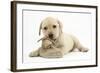 Yellow Labrador Retriever Puppy, 8 Weeks, Chewing a Child's Shoe-Mark Taylor-Framed Photographic Print