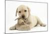 Yellow Labrador Retriever Puppy, 8 Weeks, Chewing a Child's Shoe-Mark Taylor-Mounted Photographic Print