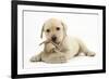 Yellow Labrador Retriever Puppy, 8 Weeks, Chewing a Child's Shoe-Mark Taylor-Framed Photographic Print