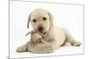 Yellow Labrador Retriever Puppy, 8 Weeks, Chewing a Child's Shoe-Mark Taylor-Mounted Photographic Print