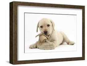 Yellow Labrador Retriever Puppy, 8 Weeks, Chewing a Child's Shoe-Mark Taylor-Framed Photographic Print