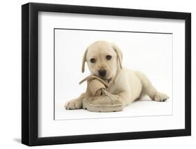 Yellow Labrador Retriever Puppy, 8 Weeks, Chewing a Child's Shoe-Mark Taylor-Framed Photographic Print