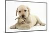 Yellow Labrador Retriever Puppy, 8 Weeks, Chewing a Child's Shoe-Mark Taylor-Mounted Photographic Print