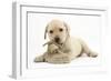 Yellow Labrador Retriever Puppy, 8 Weeks, Chewing a Child's Shoe-Mark Taylor-Framed Photographic Print