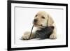 Yellow Labrador Retriever Puppy, 8 Weeks, Chewing a Child's Shoe-Mark Taylor-Framed Photographic Print