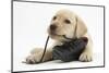 Yellow Labrador Retriever Puppy, 8 Weeks, Chewing a Child's Shoe-Mark Taylor-Mounted Photographic Print