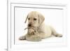 Yellow Labrador Retriever Puppy, 8 Weeks, Chewing a Child's Shoe-Mark Taylor-Framed Photographic Print