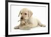 Yellow Labrador Retriever Puppy, 8 Weeks, Chewing a Child's Shoe-Mark Taylor-Framed Photographic Print