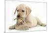 Yellow Labrador Retriever Puppy, 8 Weeks, Chewing a Child's Shoe-Mark Taylor-Mounted Photographic Print