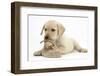 Yellow Labrador Retriever Puppy, 8 Weeks, Chewing a Child's Shoe-Mark Taylor-Framed Photographic Print