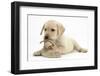 Yellow Labrador Retriever Puppy, 8 Weeks, Chewing a Child's Shoe-Mark Taylor-Framed Photographic Print