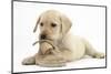 Yellow Labrador Retriever Puppy, 8 Weeks, Chewing a Child's Shoe-Mark Taylor-Mounted Photographic Print