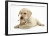 Yellow Labrador Retriever Puppy, 8 Weeks, Chewing a Child's Shoe-Mark Taylor-Framed Photographic Print