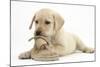 Yellow Labrador Retriever Puppy, 8 Weeks, Chewing a Child's Shoe-Mark Taylor-Mounted Photographic Print