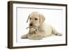 Yellow Labrador Retriever Puppy, 8 Weeks, Chewing a Child's Shoe-Mark Taylor-Framed Photographic Print