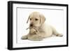 Yellow Labrador Retriever Puppy, 8 Weeks, Chewing a Child's Shoe-Mark Taylor-Framed Photographic Print
