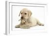 Yellow Labrador Retriever Puppy, 8 Weeks, Chewing a Child's Shoe-Mark Taylor-Framed Photographic Print