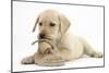 Yellow Labrador Retriever Puppy, 8 Weeks, Chewing a Child's Shoe-Mark Taylor-Mounted Photographic Print