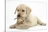 Yellow Labrador Retriever Puppy, 8 Weeks, Chewing a Child's Shoe-Mark Taylor-Stretched Canvas