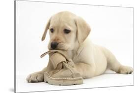 Yellow Labrador Retriever Puppy, 8 Weeks, Chewing a Child's Shoe-Mark Taylor-Stretched Canvas