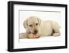 Yellow Labrador Retriever Puppy, 8 Weeks, Chewing a Rawhide Shoe-Mark Taylor-Framed Photographic Print
