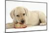 Yellow Labrador Retriever Puppy, 8 Weeks, Chewing a Rawhide Shoe-Mark Taylor-Mounted Photographic Print