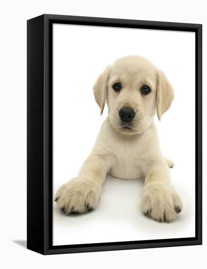 Yellow Labrador Retriever Puppy, 8 Weeks, Lying with Head Up-Mark Taylor-Framed Stretched Canvas