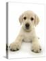 Yellow Labrador Retriever Puppy, 8 Weeks, Lying with Head Up-Mark Taylor-Stretched Canvas