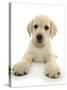 Yellow Labrador Retriever Puppy, 8 Weeks, Lying with Head Up-Mark Taylor-Stretched Canvas