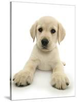 Yellow Labrador Retriever Puppy, 8 Weeks, Lying with Head Up-Mark Taylor-Stretched Canvas