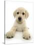 Yellow Labrador Retriever Puppy, 8 Weeks, Lying with Head Up-Mark Taylor-Stretched Canvas