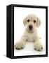 Yellow Labrador Retriever Puppy, 8 Weeks, Lying with Head Up-Mark Taylor-Framed Stretched Canvas