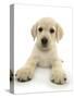 Yellow Labrador Retriever Puppy, 8 Weeks, Lying with Head Up-Mark Taylor-Stretched Canvas