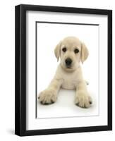 Yellow Labrador Retriever Puppy, 8 Weeks, Lying with Head Up-Mark Taylor-Framed Premium Photographic Print