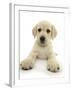 Yellow Labrador Retriever Puppy, 8 Weeks, Lying with Head Up-Mark Taylor-Framed Photographic Print