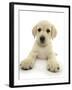 Yellow Labrador Retriever Puppy, 8 Weeks, Lying with Head Up-Mark Taylor-Framed Photographic Print