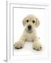 Yellow Labrador Retriever Puppy, 8 Weeks, Lying with Head Up-Mark Taylor-Framed Photographic Print