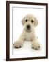 Yellow Labrador Retriever Puppy, 8 Weeks, Lying with Head Up-Mark Taylor-Framed Photographic Print